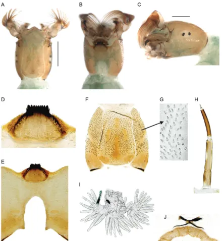 Fig. 12: Simulium virescens sp. nov. (Diptera: Simuliidae) larvae. A: head capsule, dorsal view (Bar = 0.5 mm); B: head capsule, ventral view; 