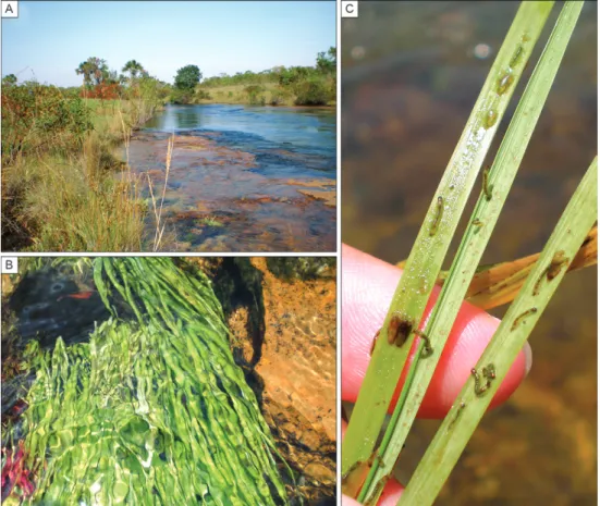 Fig. 14: type locality of Simulium virescens sp. nov., Correntina river, municipality of Correntina, state of Bahia, Brazil