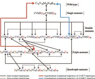 Fig. 1: hypothetical sketch displaying mutational trajectory leading to  different  chloroquine  (CQ)  resistance-Plasmodium  falciparum   trans-porter haplotype from the ancestral CVMNK (CQ sensitive) haplotype