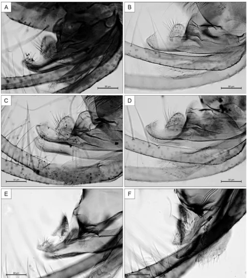 Fig. 4: parameres of Trichophoromyia adelsonsouzai sp. nov. A: male holotype; B-D: males paratypes (normal position); E, F: males paratypes  showing the dorsal lobe bent downwards due to the pressure of the coverslip.