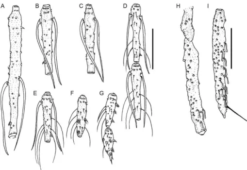 Fig. 5: antennomeres and palpomeres of Trichophoromyia adelsonsouzai sp. nov. (female paratype)