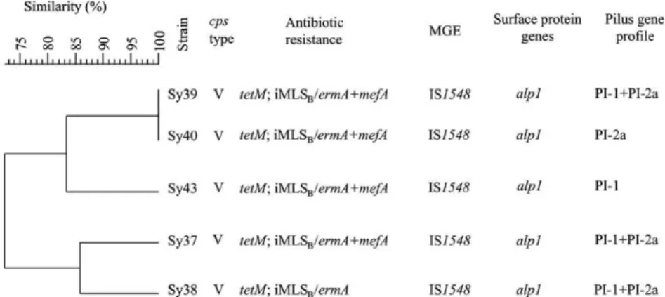 Fig. 2: characteristics of the fluoroquinolone-resistant strains assigned to sequence types-19 lineage in relation with the genetic relatedness  of the strains as revealed by the unweighted pair group method with an arithmetic averages dendrogram of their 