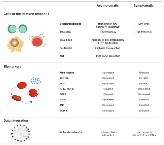 Fig. 2: the immune response underlying asymptomatic infection. Aspects of the immune response of asymptomatic malaria carriers were compared  to symptomatic patients