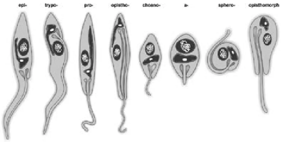 Fig. 3: schematic representation of the main morphological forms present in trypanosomatids