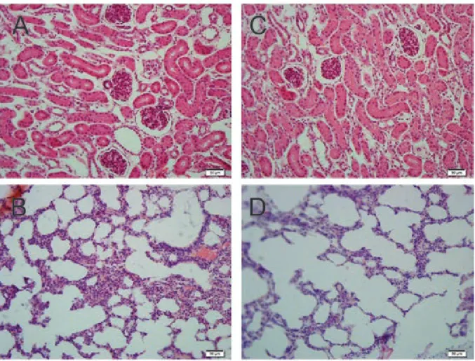 Fig. 3: histopathology of tissues stained with haematoxylin and eosin from hamsters that survived the lethal challenge