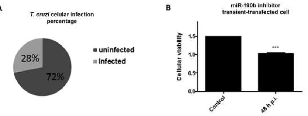 Fig. 4: biological effects of the Trypanosoma cruzi strain Berenice-62 infection in H9c2 miRNA-190b inhibitor transient transfected