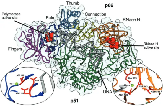 Fig. 1: structure of human immunodeficiency virus-1 reverse transcriptase in complex with DNA [Protein Data Bank code: 1T05 (Tuske et  al