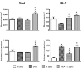 Fig. 2: total number of mononuclear and polymorphonuclear in blood  and bronchoalveolar lavage fluid (BALF)