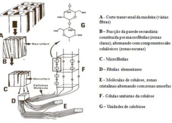 Figura 2 - Estrutura da celulose da parede da fibra (adaptado de  [11] ) 