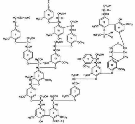 Figura 7  - Modelo proposto para lenhina de resinosas. (Adler, 1977) [8]