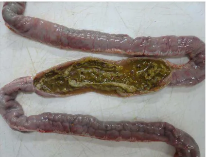 Figura  1:  Suíno,  intestino  delgado,  íleo.  Macroscopia  da  forma  crônica  de  infecção  por  Lawsonia  intracellularis