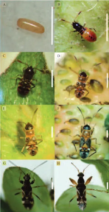 Figura 1. Fases de desenvolvimento de Neopamera  bilobata: A, ovo; B, primeiro instar; C, segundo instar; D,  terceiro instar; E, quarto instar; F, quinto instar; G, fase  adulta de fêmea; e H, fase adulta de macho