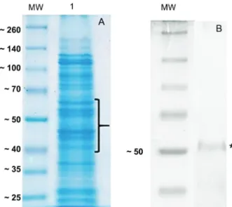 Fig. 2: analysis of the protein profile derived from extracellular mem- mem-brane vesicles (EMVs) isolated from the Bacteroides fragilis 638R strain; 