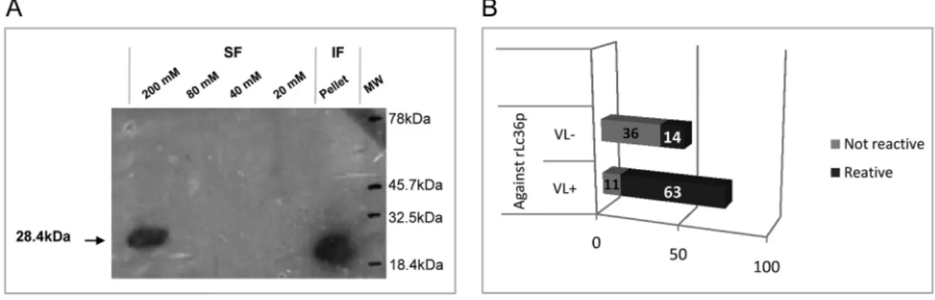 Fig. 2: purification and reactivity of protein rLc36. (A) Western blot analysis of purified His6-tagged rLc36