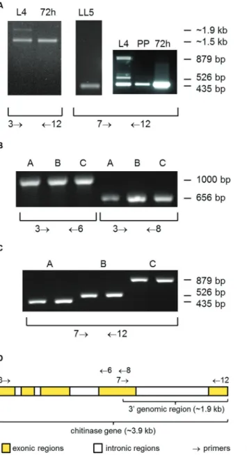 Fig. 2: polymerase chain reaction (PCR) amplification of three dif- dif-ferent spliced forms of LlChit1 gene