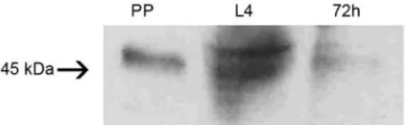 Fig. 4: western blot performed with α-LlChit1-pep antibody. Samples  corresponding to four insect midguts from PP: pre-pupae; L4: fourth  stage larvae; 72 h: female collected at 72 h post blood meal