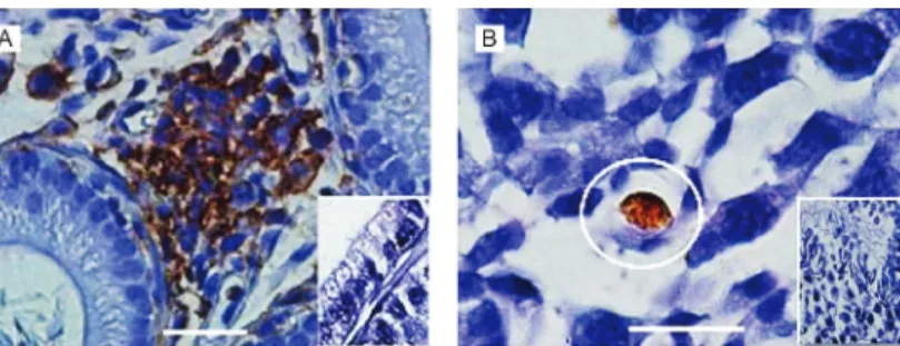 Fig. 6: Trypanosoma cruzi forms in male sexual organs. Microphotographs showing (A) brownish immunoperoxidase-stained T