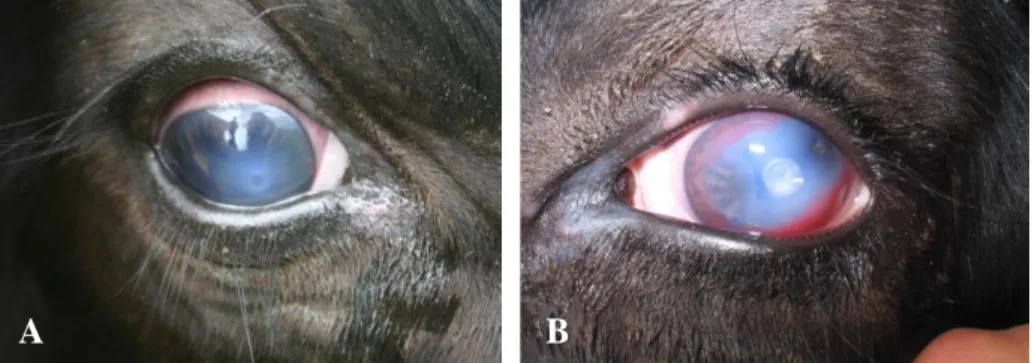 Figura 2 – Lesões oculares de queratoconjuntivite infeciosa bovina  (Fonte: Adaptado de Whittier et al., 2009)