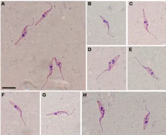 Fig. 2: axenic culture epimastigotes of Trypanosoma janseni n. sp. 
