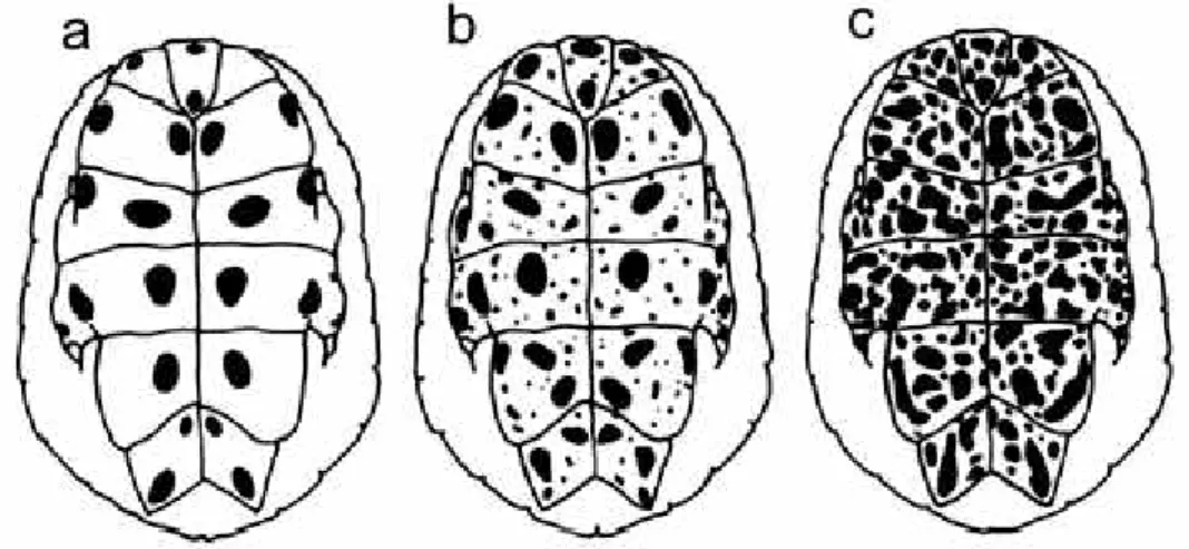 Fig. 1. Three states (a-c) of plastral pattern in  Phrynops hilarii [a, plastron yellowish with dark marks arranged in two concentric series; b, marks as in (a) plus small dots irregularly dispersed; c, profuse irregular dark marks throughout the plastral 