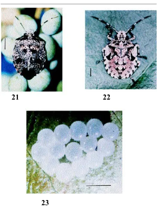 Fig. 21-23. Antiteuchus mixtus:  21, adult on fruits of privet; 22, fifth instar on a privet leaf; 23, egg mass of Antiteuchus tripterus on a privet leaf