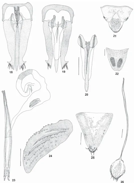 Figs 18-26.  Semiotus distinctus. Male:  18, 19, aedeagus (dorsal, ventral);  20, median lobe (ventral);  21, tergites 9-10
