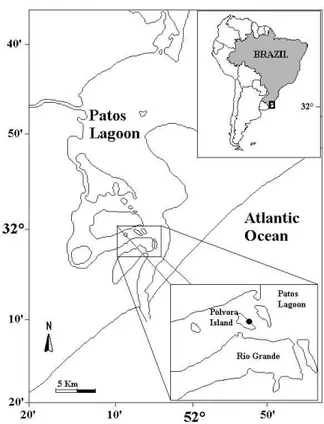 Fig. 1. Estuarine region of Patos Lagoon, Rio Grande do Sul, Brazil, indicating the study area (  ).