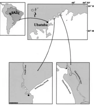 Fig. 1. Localization of the study sites (   ) in the mangroves of Ubatumirim river and Cavalo river, Ubatuba, São Paulo, Brazil.