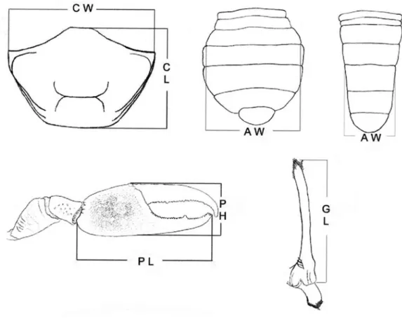 Fig. 2.  Uca burgersi  Holthuis, 1967, body parts measured (AW, abdomen width; CL, carapace length; CW, carapace width; GL, gonopod length; PH, propodus height; PL, propodus length).