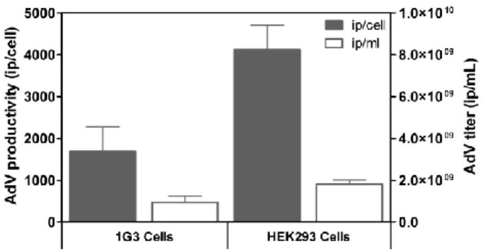 Figure 2. 2: Adenovirus vector (AdV) production in 1G3 and HEK293 cells in static cultures