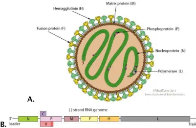 Figure 1.5: Morbillivirus molecular biology.  A. Virion; B. Genome.  