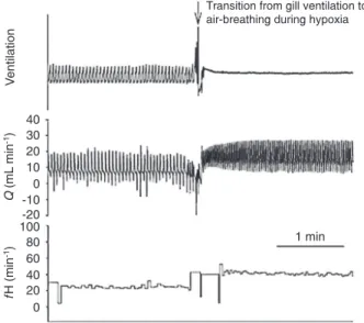 Figure 2. A, Mean duration (± SD) of the interval between each  peak (illed squares) of the burst activity in respiratory branches  of  cranial  nerves  V,  IX,  and  X  or  the  cardiac  branch  of  X  and  the  peak  of  the  succeeding  opercular  movem