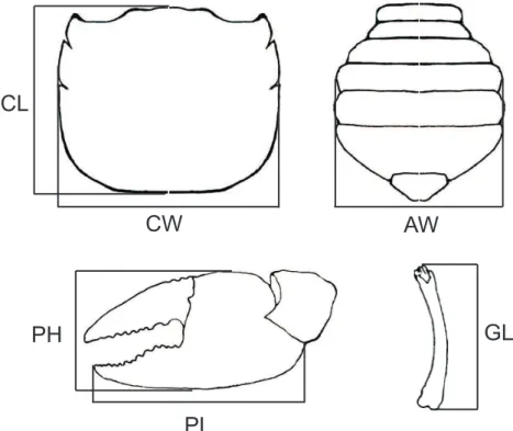 Fig. 1. Body dimensions for Chasmagnathus granulatus Dana, 1851 (not in scale): AW, abdomen width of the females; BH, body height; CL, carapace length; CW, carapace width; GL, gonopod length; PH, major cheliped propodus height and PL, major cheliped propod