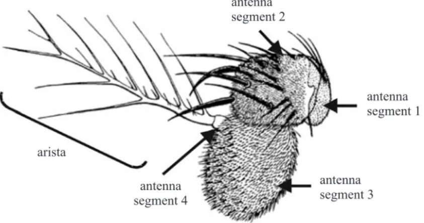 Fig 4. Sketch representing one of Drosophila melanogaster antenna with the respective structures adapted from B RYANT  (1978).