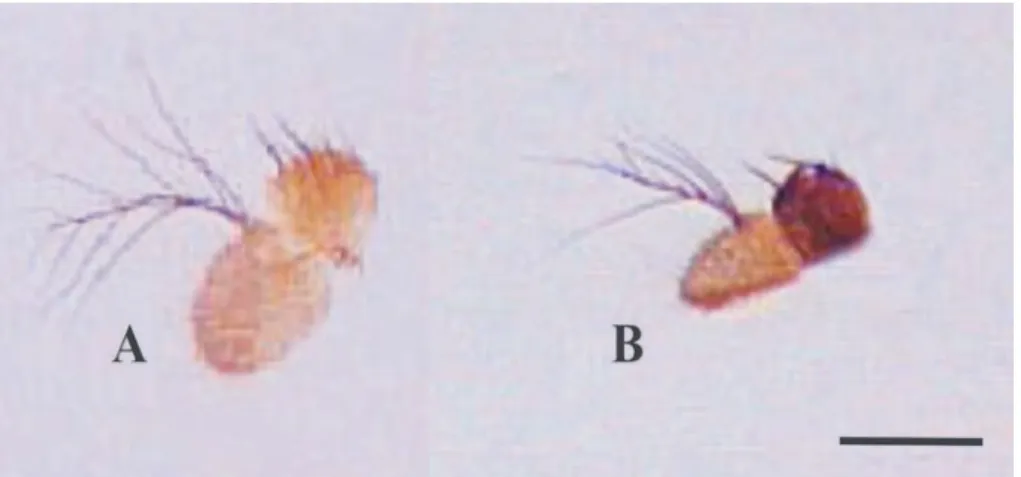 Fig. 7. Frontal view analysis of Drosophila willistoni antennae (SEM). To the left are the badly-formed antennae which occur in the individuals of the isostrain 31