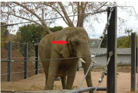 Figura 9 Elefante (Loxodonta africana) com drenagem das glândulas temporais (seta vermelha) (Fotografia  gentilmente autorizada pelo Zoo de Barcelona).