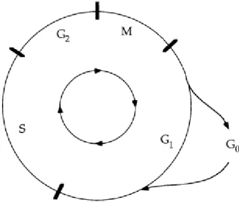 Figura 1. Ciclo Celular (Retirado de Collins et al., 1997)  