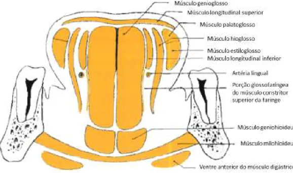 Figura 2. Corte frontal dos músculos da língua (Adaptado de Rouvière &amp; Delmas, 2005) 