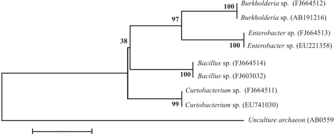 Tabe 1. Rhizobacterial affiliation of the isolates compared with 16S rRNA sequences in GenBank database and the microbial indolic compounds (IC) production in Czapek liquid medium supplemented with  L-Tryptophan (200 µ µµµ µL -1 ) measured by colorimetric 