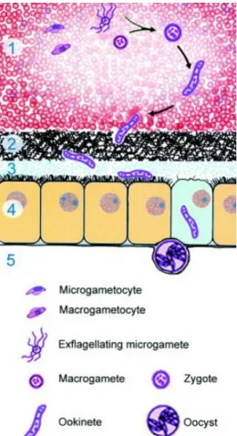 Figura 3. Desenvolvimento de Plasmodium  no intestino médio do mosquito vector. 1-  Gametogénese, fertilização e transformação  do zigoto; 2- Invasão da matriz peritrófica; 