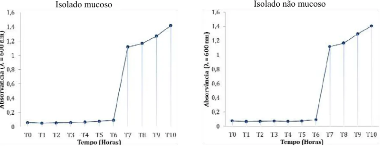 Figura 11. Valores de absorvância para o isolado mucoso e não mucoso de P. aeruginosa, para cada  intervalo de tempo