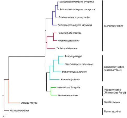 Figura 1: Taxonomia do micro-organismo Pneumocystis (Adaptado de Cushion &amp; Stringer 2010)  