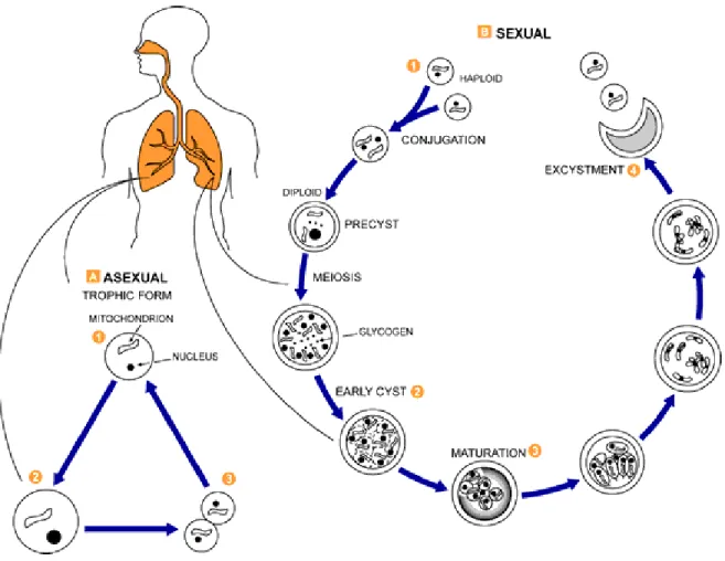 Figura 4: Ciclo de vida de Pneumocystis jirovecii (CDC). Na fase assexual as formas tróficas (1) se  replicam  por  mitose