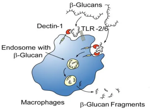 Figura 6: Os β-Glucanos são capturados pelos macrófagos através do receptor dectin-1 com ou sem a ajuda do  TLR-2/6