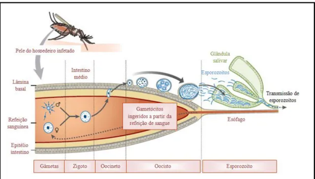 Figura 4:  O parasita Plasmodium spp. sofre reprodução sexuada uma vez durante um ciclo de  vida, e esta ocorre no mosquito