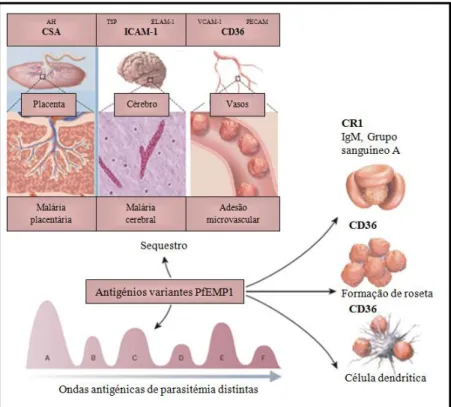 Figura  8:  A  variante  na  família  antigénica  de  PfEMP1  é  central  na  interação  parasita- parasita-hospedeiro e na patogénese (AH, ácido hialurónico; TSP, trombospondina; ELAM-1, molécula  de  adesão  endotelial/leucócito  1;  VCAM-1,  molécula  d