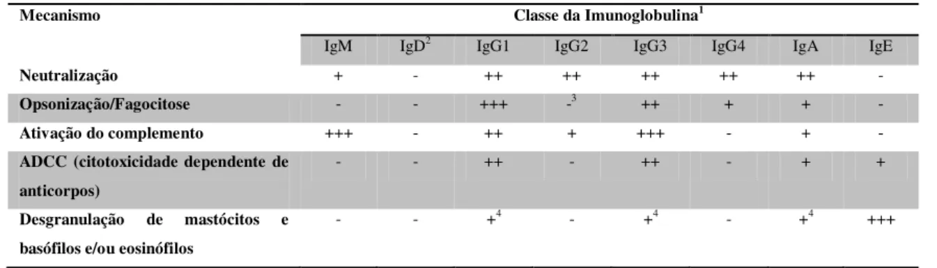 Tabela 3:Funções dos diferentes isotipos de imunoglobulinas. Adaptado de (Arosa, et al., 2007) 