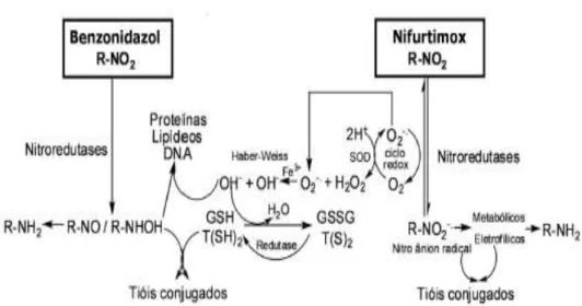 Figura 3. Mecanismo de ação proposto dos fármacos Nifurtimox e Benzonidazol. O grupo nitro (NO2)  presente nessas moléculas é reduzido ao grupo amino (NH2) pela ação da enzima do tipo nitroredutases  que atuam especificamente em sistemas moleculares do tip