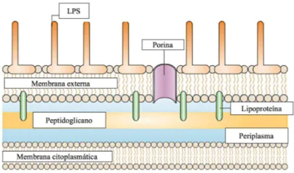Figura 2 - Representação esquemática da parede celular de bactérias Gram-negativas. 