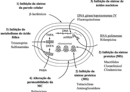 Figura  3  -  Representação  esquemática  dos  principais  mecanismos  de  ação  dos  antibióticos  e  alguns  exemplos  de  cada  classe